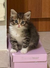 Gattina femmina