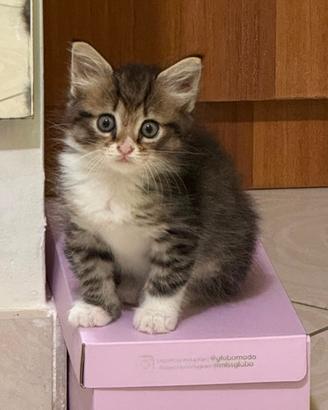 Gattina femmina