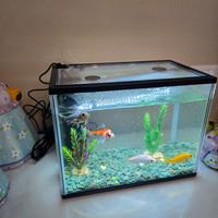acquario 10 LT
