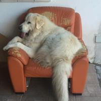 Cane pastore maremmano abruzzese