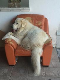 Cane pastore maremmano abruzzese