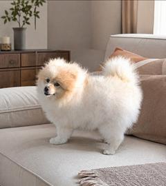 Volpino di pomerania nano