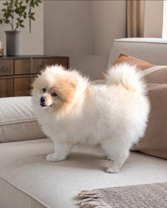 Volpino di pomerania nano