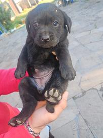 Labrador