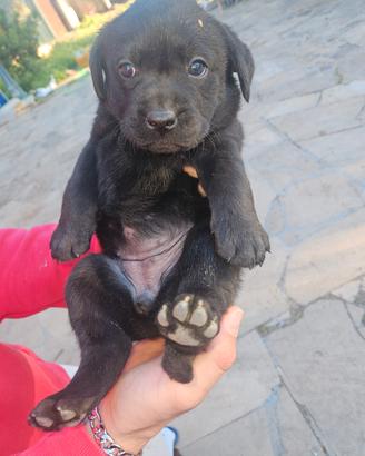 Labrador