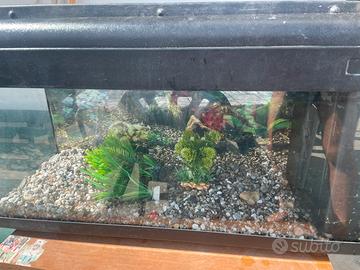 Acquario