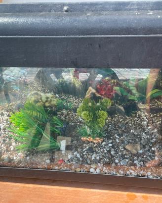 Acquario