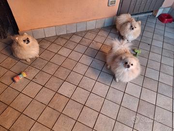 Spitz-Pomerania con PedigreeENCI