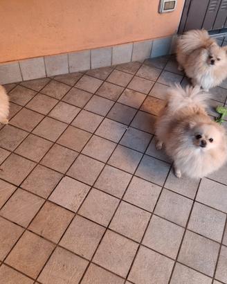 Spitz-Pomerania con PedigreeENCI