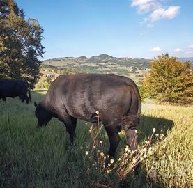 Toro Aberdeen Angus