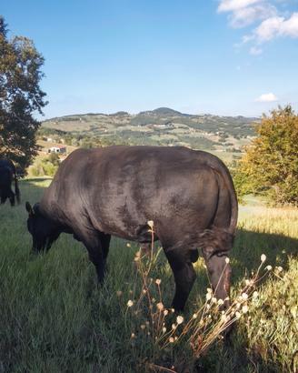 Toro Aberdeen Angus