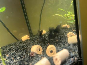 Pesci Oranda Black Moor
