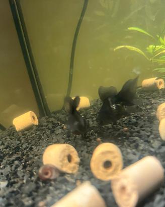 Pesci Oranda Black Moor