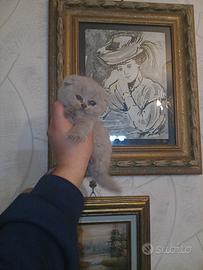 scottish fold 