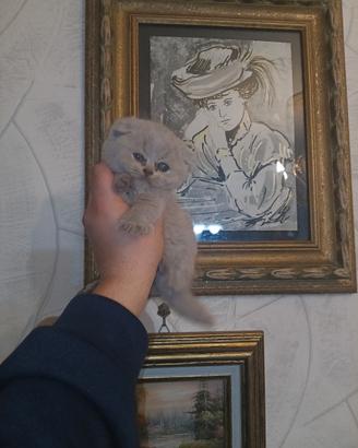 scottish fold 