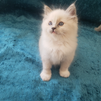 Cucciolo Ragdoll con Pedigree