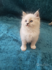 Cucciolo Ragdoll con Pedigree