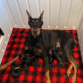 Cuccioli dobermann