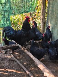 Gallo e galline razza australorp