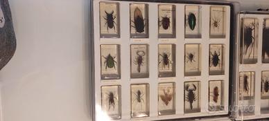 collezione insetti 