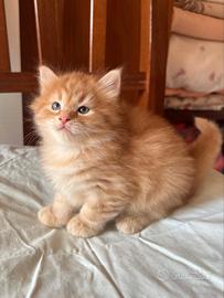 Gatti Siberiani Red