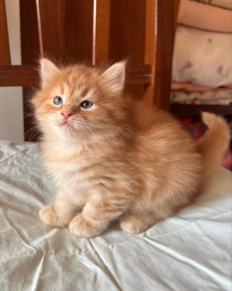 Gatti Siberiani Red