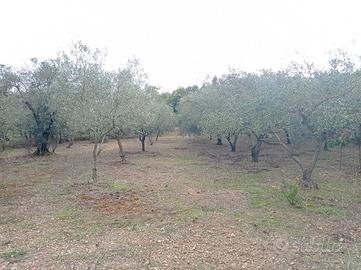 terreno agricolo 