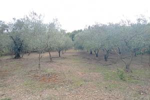 terreno agricolo 