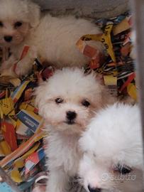 Maltese