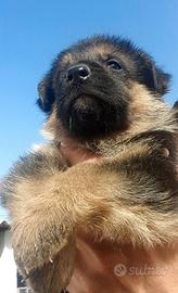 Cuccioli di pastore tedesco