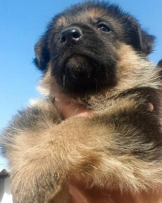 Cuccioli di pastore tedesco