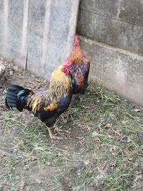 galli