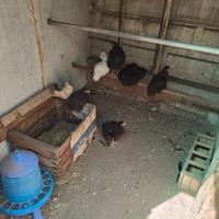 Incroci da marans e altri incroci a Vigevano