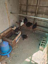 Incroci da marans e altri incroci a Vigevano