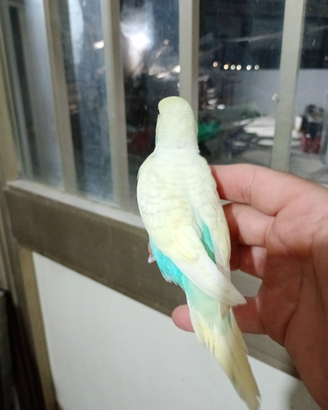 Animali ciccio