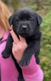 Labrador Retriever Neri e Chocolate