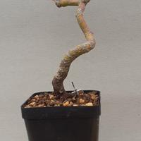 bonsai shohin di acero palmato 5