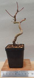 bonsai shohin di acero palmato 5