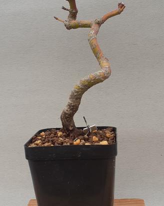 bonsai shohin di acero palmato 5