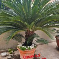 Piante Chicas Revoluta da*3 a 25 anni*,