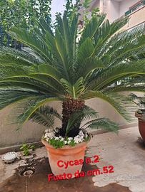 Piante Chicas Revoluta da*3 a 25 anni*,