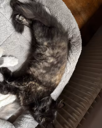 Cuccioli gattine razza siberiana