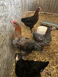Marans
