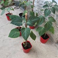 Piante di Brugmansia/ tromba degli angeli