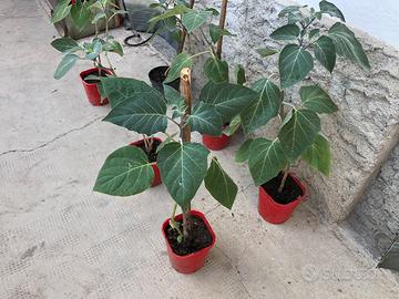 Piante di Brugmansia/ tromba degli angeli