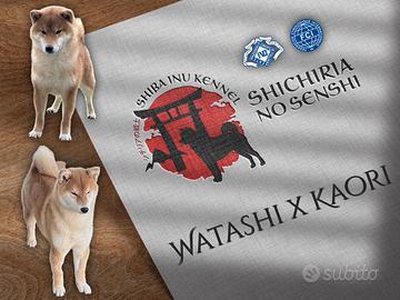 Shiba Inu con Pedigree