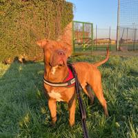 Disponibile Pitbull Maschio Per Accoppiamento