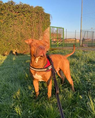 Disponibile Pitbull Maschio Per Accoppiamento