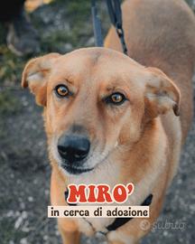 Mirò dolcissimo cane in Adozione del Cuore