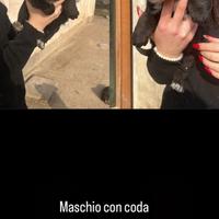 Cuccioli bovaro/labrador